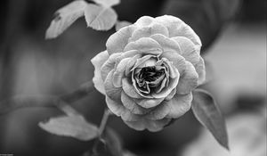 Preview wallpaper rose, flower, bw, plant, petals