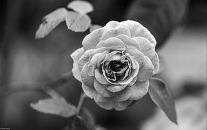 Preview wallpaper rose, flower, bw, plant, petals