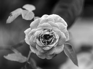 Preview wallpaper rose, flower, bw, plant, petals