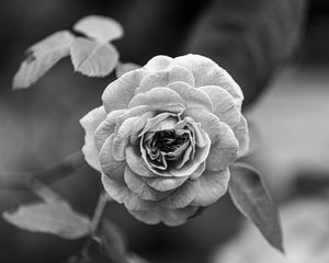 Preview wallpaper rose, flower, bw, plant, petals