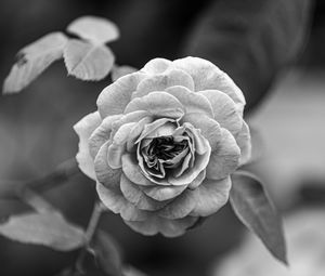 Preview wallpaper rose, flower, bw, plant, petals