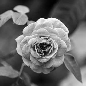 Preview wallpaper rose, flower, bw, plant, petals