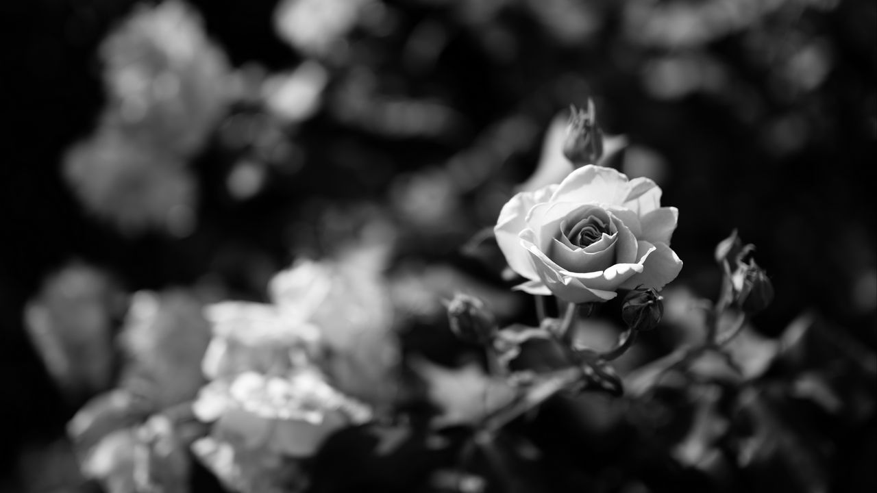 Wallpaper rose, flower, bw, bloom, buds