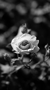 Preview wallpaper rose, flower, bw, bloom, buds