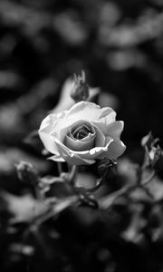 Preview wallpaper rose, flower, bw, bloom, buds