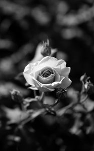 Preview wallpaper rose, flower, bw, bloom, buds