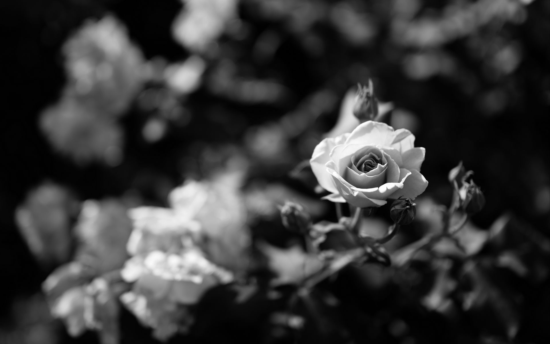 1920x1200 Wallpaper rose, flower, bw, bloom, buds