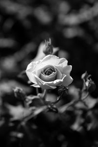 Preview wallpaper rose, flower, bw, bloom, buds