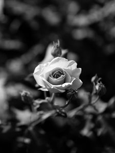 Preview wallpaper rose, flower, bw, bloom, buds