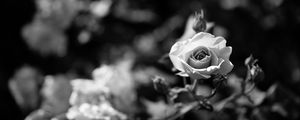 Preview wallpaper rose, flower, bw, bloom, buds