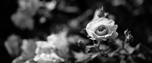 Preview wallpaper rose, flower, bw, bloom, buds