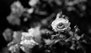 Preview wallpaper rose, flower, bw, bloom, buds