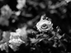 Preview wallpaper rose, flower, bw, bloom, buds