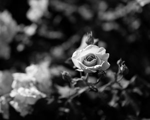 Preview wallpaper rose, flower, bw, bloom, buds