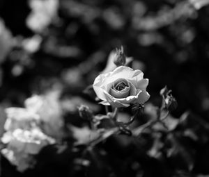 Preview wallpaper rose, flower, bw, bloom, buds