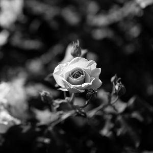 Preview wallpaper rose, flower, bw, bloom, buds