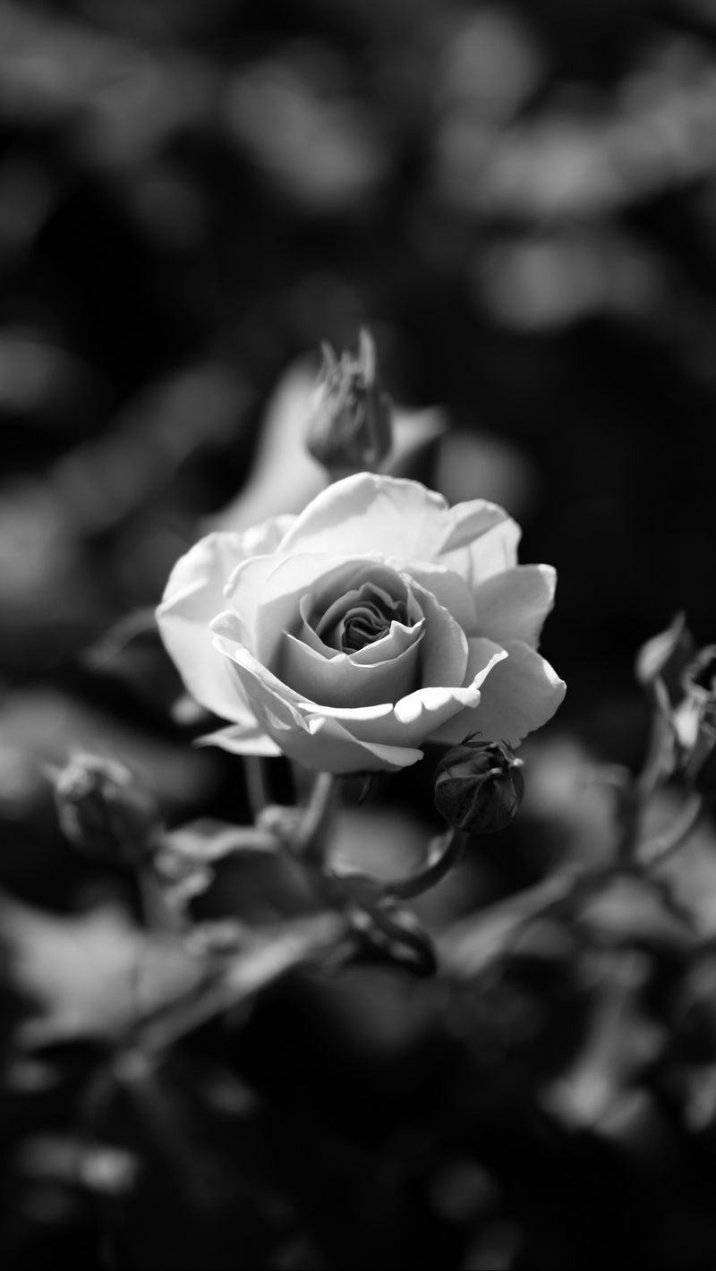 800x1420 Wallpaper rose, flower, bw, bloom, buds