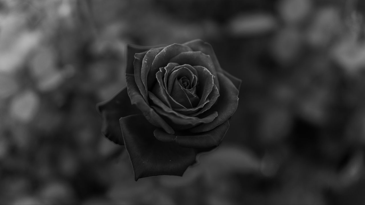 Wallpaper rose, flower, bw, closeup