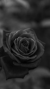 Preview wallpaper rose, flower, bw, closeup