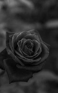 Preview wallpaper rose, flower, bw, closeup