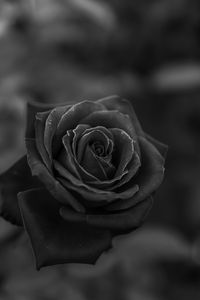 Preview wallpaper rose, flower, bw, closeup