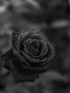 Preview wallpaper rose, flower, bw, closeup