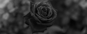 Preview wallpaper rose, flower, bw, closeup