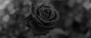 Preview wallpaper rose, flower, bw, closeup