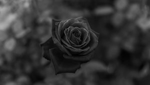 Preview wallpaper rose, flower, bw, closeup