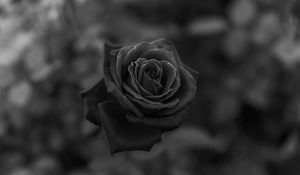 Preview wallpaper rose, flower, bw, closeup