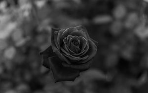 Preview wallpaper rose, flower, bw, closeup