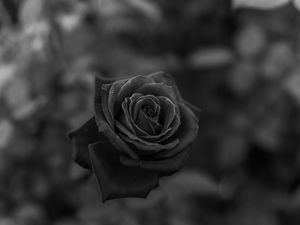 Preview wallpaper rose, flower, bw, closeup