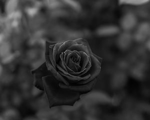 Preview wallpaper rose, flower, bw, closeup