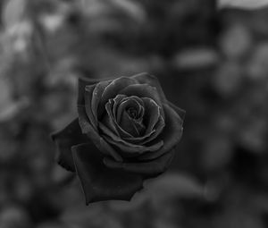 Preview wallpaper rose, flower, bw, closeup