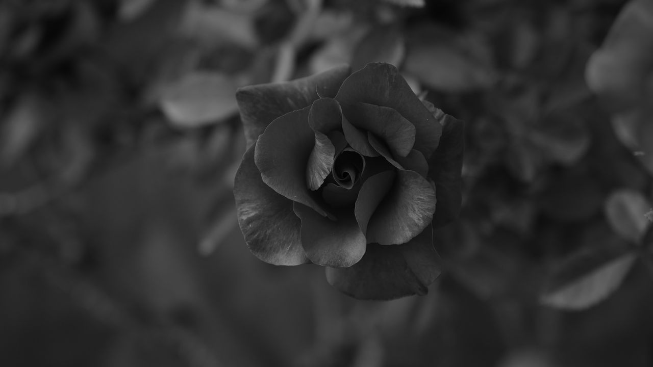 Wallpaper rose, flower, bw, macro