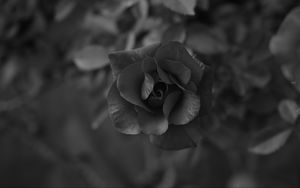 Preview wallpaper rose, flower, bw, macro