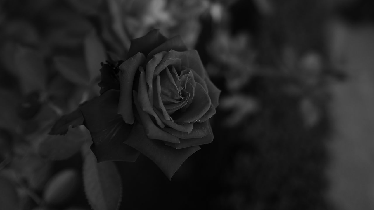 Wallpaper rose, flower, bw, plant