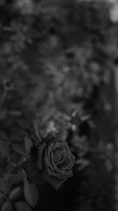 Preview wallpaper rose, flower, bw, plant