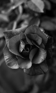Preview wallpaper rose, flower, bw, petals, closeup