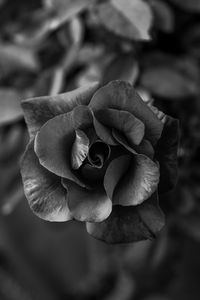 Preview wallpaper rose, flower, bw, petals, closeup