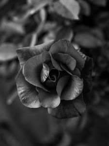 Preview wallpaper rose, flower, bw, petals, closeup