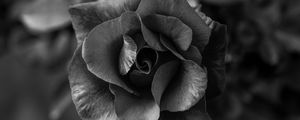 Preview wallpaper rose, flower, bw, petals, closeup