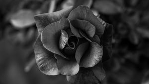 Preview wallpaper rose, flower, bw, petals, closeup