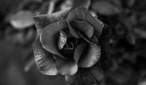 Preview wallpaper rose, flower, bw, petals, closeup