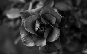 Preview wallpaper rose, flower, bw, petals, closeup