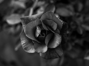 Preview wallpaper rose, flower, bw, petals, closeup
