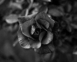 Preview wallpaper rose, flower, bw, petals, closeup