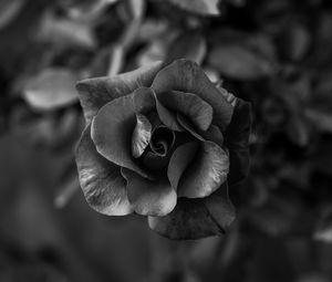 Preview wallpaper rose, flower, bw, petals, closeup