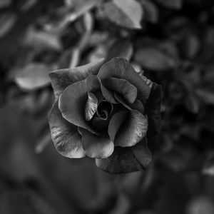 Preview wallpaper rose, flower, bw, petals, closeup