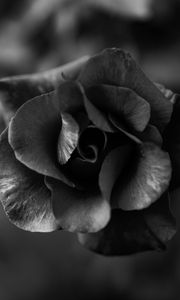 Preview wallpaper rose, flower, bw, macro, closeup